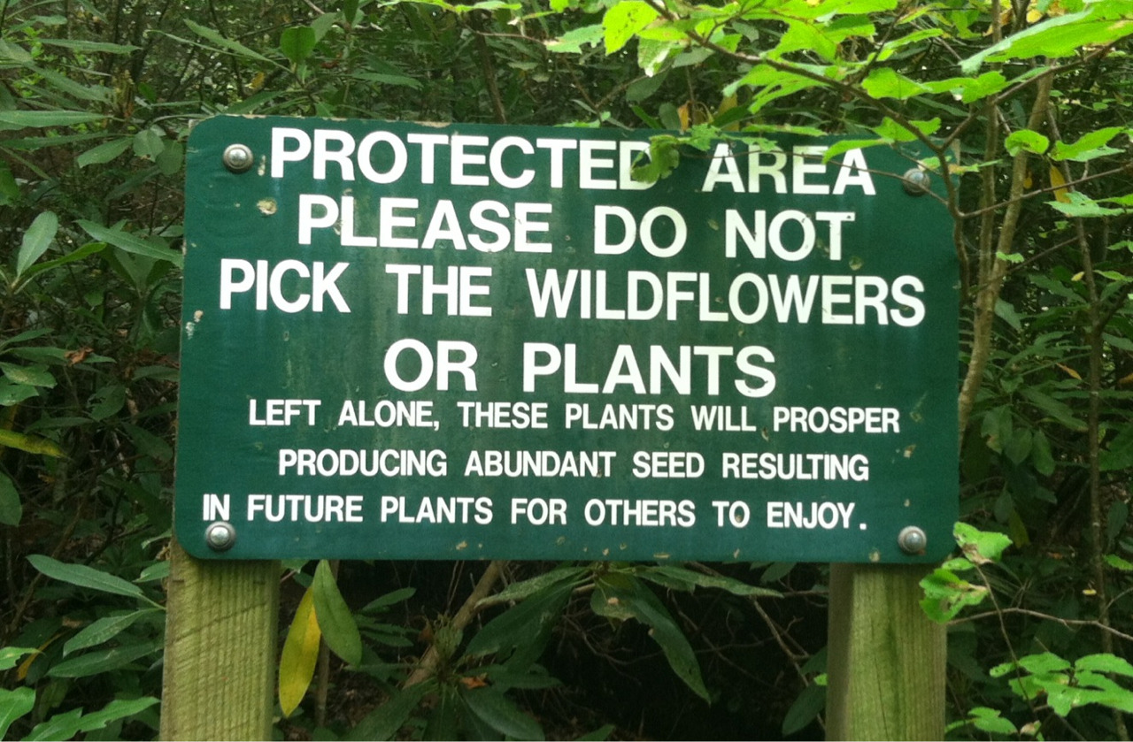 theadventurechild:  Jungle/tropical blog