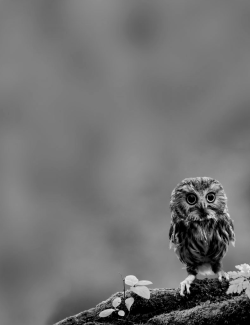 Chrissyjoyce:  I Love Owls 