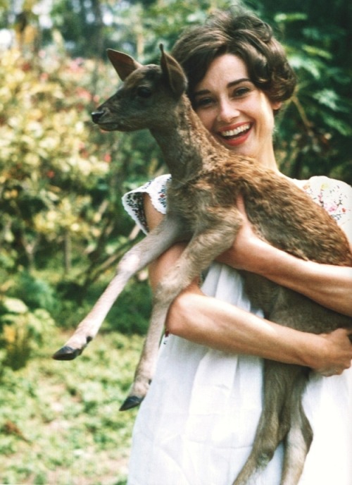 Porn photo Audrey Hepburn with her pet deer, Ip.