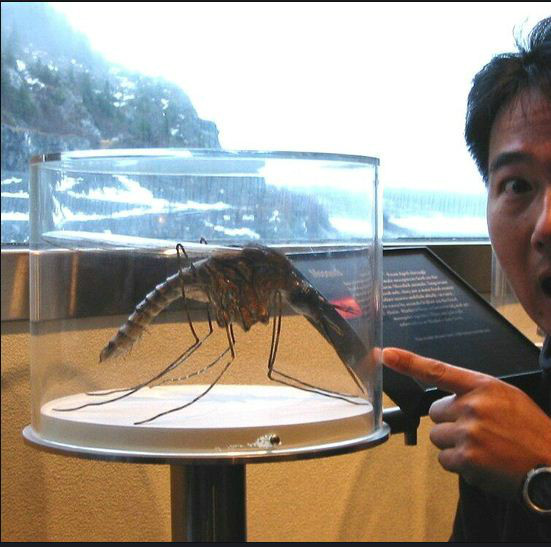 hikol:  【閲覧注意】アマゾンに実在する巨大蚊wwwww - 勝つる2chまとめブログ