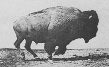 aldrtree:  Wild Buffalo 