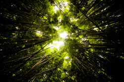 nickgerber:  Bamboo Canopy 