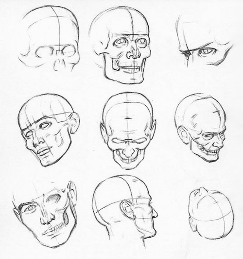  Facial structure.   
