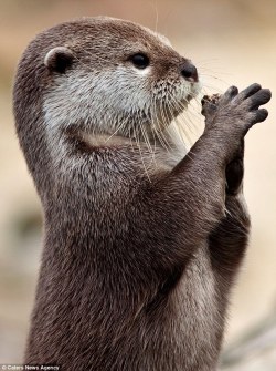 dailyotter:  Otter Has a Stone Via the Daily