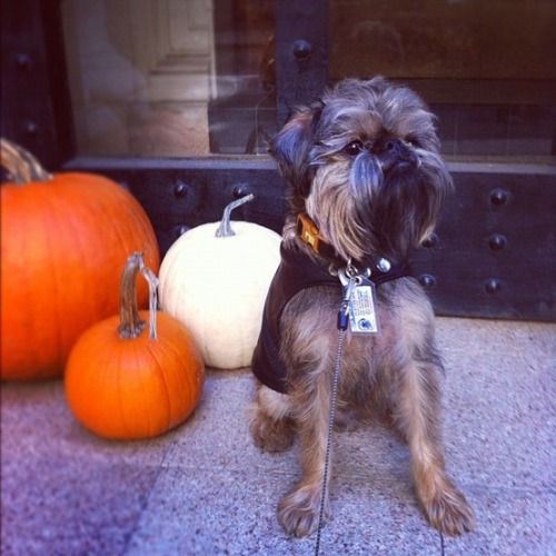 New York city celebrity Griffon Mickey posing with pumpkin trio.
Mickey helped his dad pick out this tastefully curated selection of pumpkins.
For all of you that don’t know Mickey, he is owned by Victor Luna Season 9 finalist of Project Runway and...