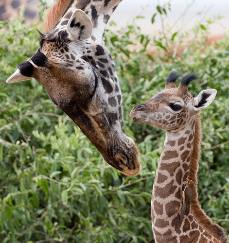 bl-ackleopard:  animals-plus-nature:  Checking In #2 by Max Waugh Photography on Flickr.  ★★ NATURE 