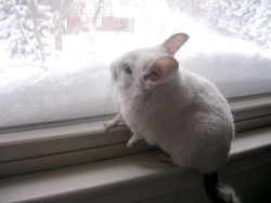 princess-peachie:  Chinchilla-chan gets excited for Christmas 