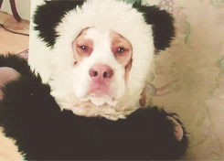 kiragustafson:girlinshirt:this dog is everything. The last one.d'awwww