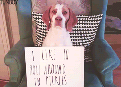Sex persnicketybones:   The Ultimate Dog Shaming pictures