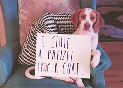 persnicketybones:   The Ultimate Dog Shaming porn pictures