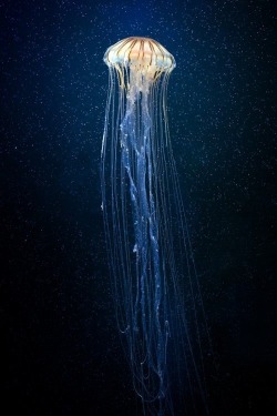 45-caliber-grammar:  I love jellyfish 