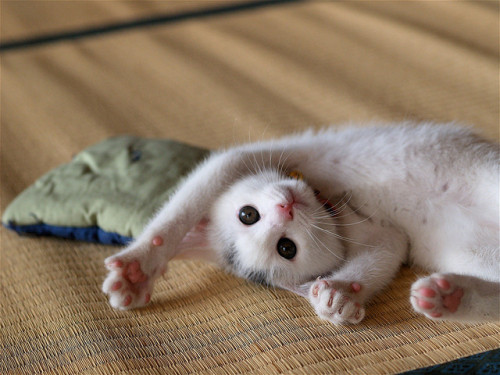 ilovecatsok:kitten by taicho_ahiru on Flickr.