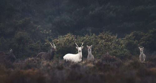 natural-magics:credit: Kris Bell