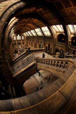 mirrormaskcamera:  Natural History Museum, London (via Within and Without - The Far Queue) 
