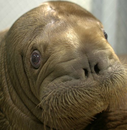 Orphaned walrus calves find a home