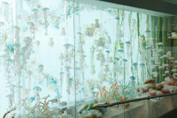 mydarkenedeyes:  Inspired by underwater life, multidisciplinary artist Sayuri Sasaki Hemann has created a breathtaking jellyfish aquarium, titled Underwater Flight located at Portland International Airport. Continuing her exploration of the way light