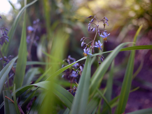 Dianella 