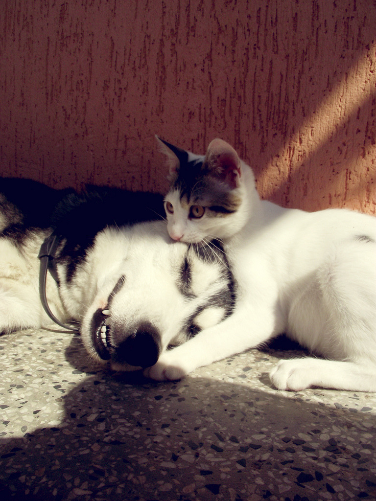photogenicfelines:  (disnilent)