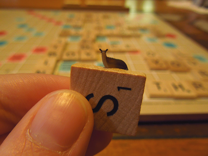 hannahcarbons:  coolshoelaces:  s is for slug  &ldquo;Psst, I know a word you