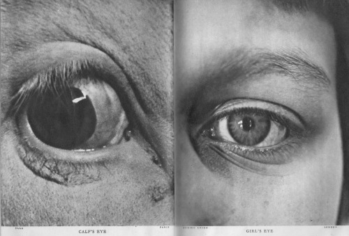adelphe:Calf’s eye and girl’s eyeLilliput Magazine July 1940