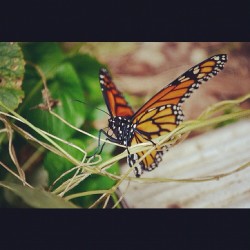 //off my camera  (Taken with Instagram)