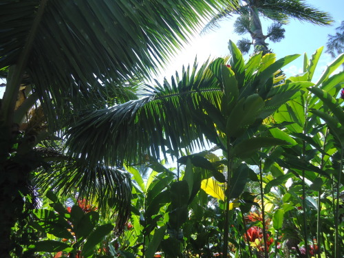 tropicrown:  mango–oasis:  stormy-tropics:  ♡ ☼stormy tropics☼ ♡  tropical||jungle  ॐ more tro