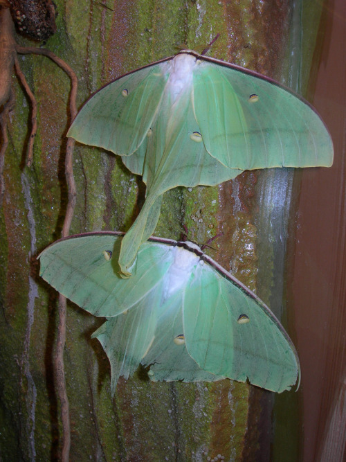 wildlifecollective-blog-blog: Indian Moon MothActias seleneThe Indian Moon Moth is a species of Satu