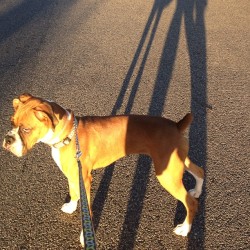 Ares morning walk! #boxer #boxers #boxerdog #boxerfam #boxerpup #boxerclub #boxergram #boxerlife #boxerlove #boxerbreed #boxerlover #boxerpuppy #boxersdogs #boxersrule #boxerworld #boxeraddict #boxerfamily #boxerlovers #boxeroftheday #boxersofinstagram