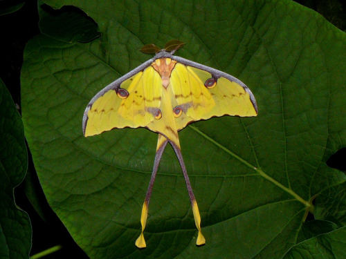 African Moon MothArgema mimosaeThe African moon moth is a giant silk moth of the Family Saturniidae.
