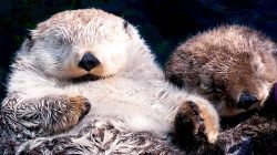 the-animal-ark:  Milo and Tanu, two orphaned sea otters who live at the Vancouver Aquarium [x] 