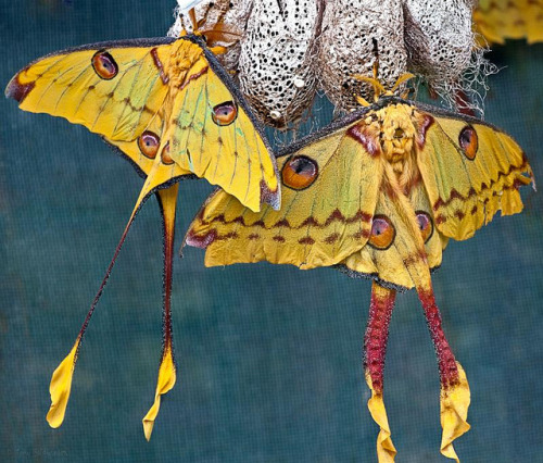 Comet MothArgema mittreiThe Comet moth or Madagascan moon moth is an African moth, native to the rai