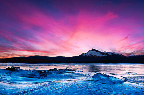 Landscape & Animals