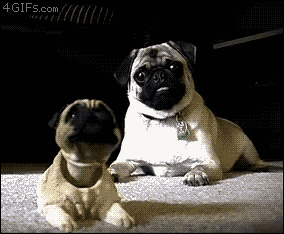 the-absolute-funniest-posts:  Follow this blog, you’ll love it on your dashboard!