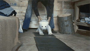 the-absolute-best-gifs:  eternal-bloom: THERE IS A POLAR BEAR QUICKLY AMBLING TOWARDS ME OH MY HEART 