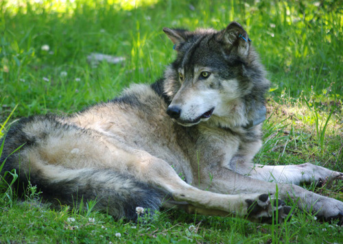 quincourier:nrdc:Good News for California’s Lone Gray WolfLast year, a 2½-year-old gray