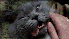 technohell:  justlolgifs submitted: When My mum tries to wake me up in the morning