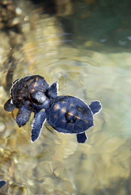 m0rtified: cloudy-dreamers: i like to think theyre turtles in love oh my god adorable