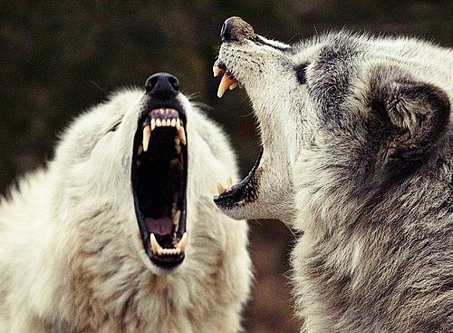 Beautiful Wolves porn pictures