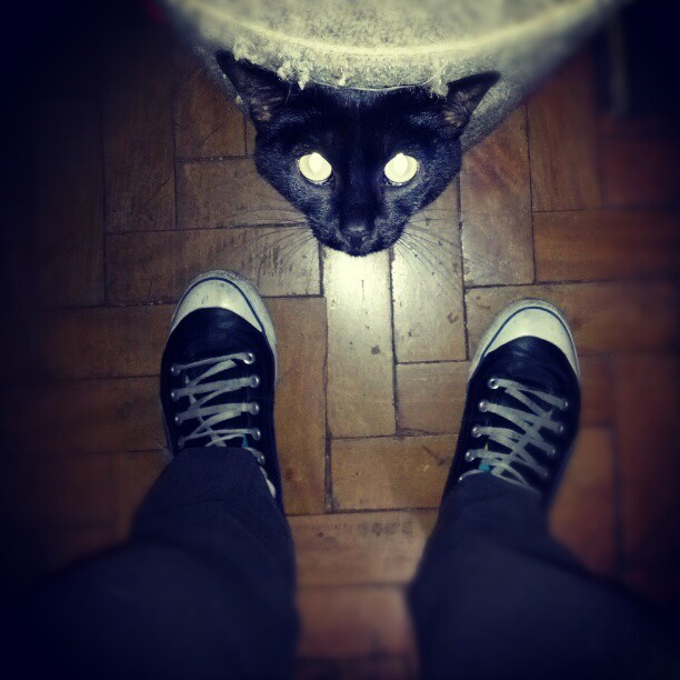 Frida #blackcat #black #cat #cats #catsofinstagram #saopaulo #sp #brazil #android #jellybean #galaxynexus (Publicado com Instagram, no Vudu! Rockabilly - vuduloja.com)