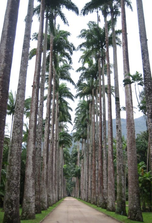 Tropical palm trees