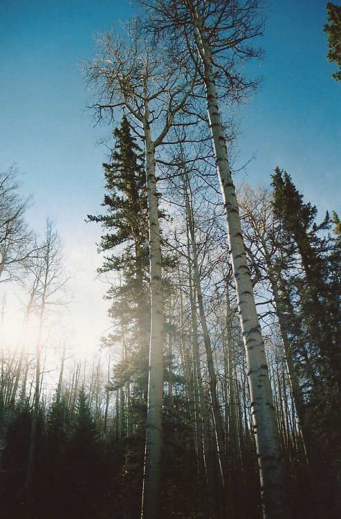 aspen trees