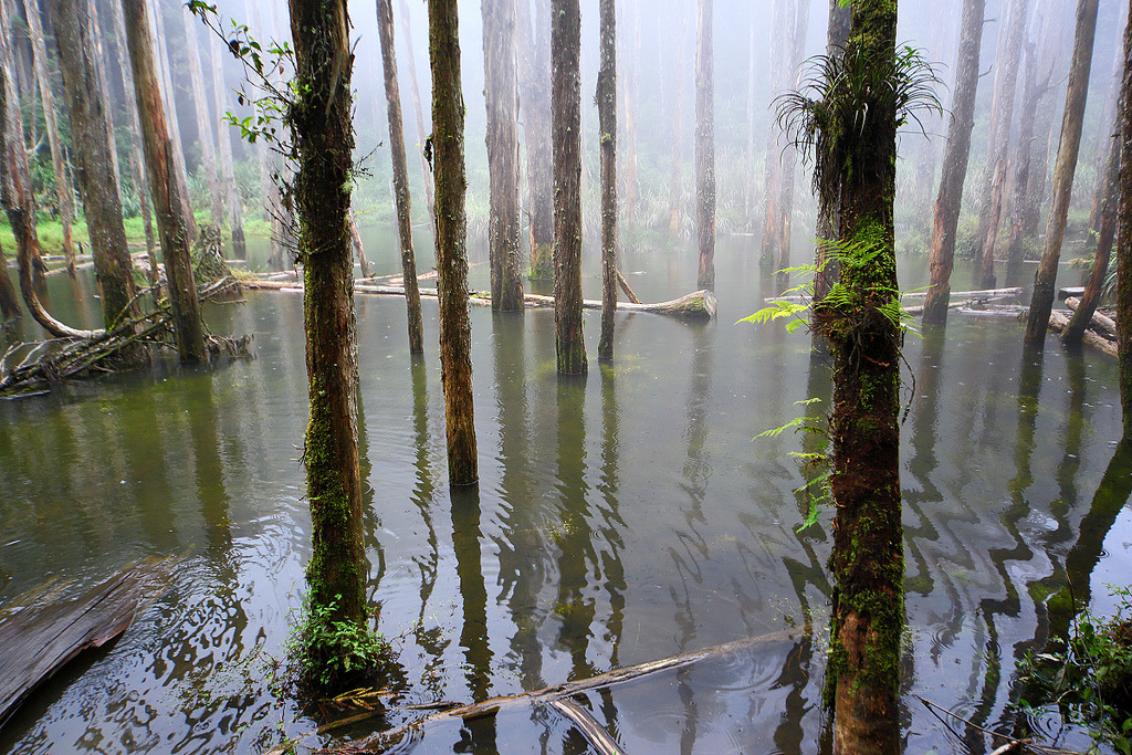 woodendreams:  (by digital_trance)