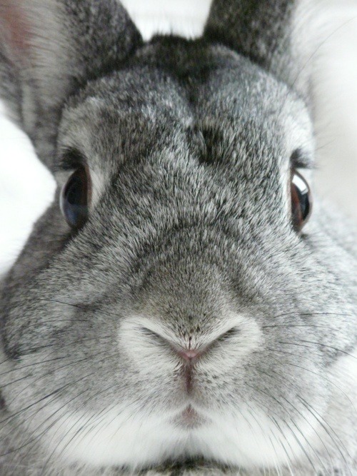 HELLO. I AM HERE TO EAT YOUR SOUL.