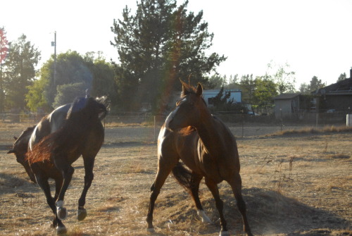 pot8oe - (Wildly Inconsistent) Horse Calendar