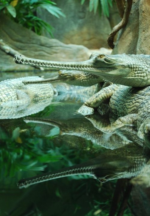 earth-song:  The Gharialss (Gavialis gangeticus, Gaviál indický ) - very rare and endangered animal from ZOO Prague 