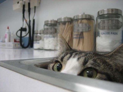 Hello!