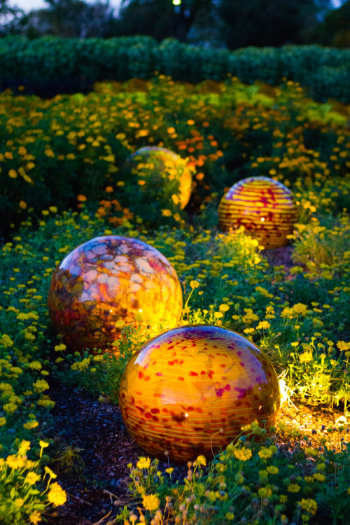 Chihuly Exhibit - Dallas Arboretum