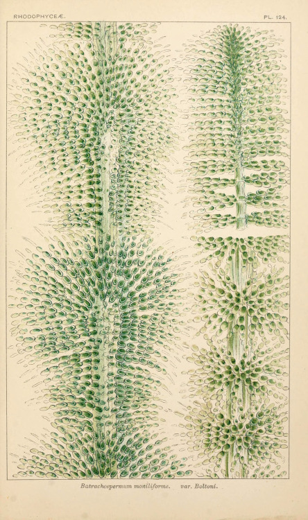 scientificillustration:  Batrachospermum moniliforme From: British fresh-water algae, exclusive of D