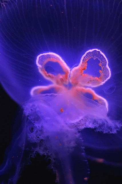galixies:  Jellyfish l By Todd Hooligan  