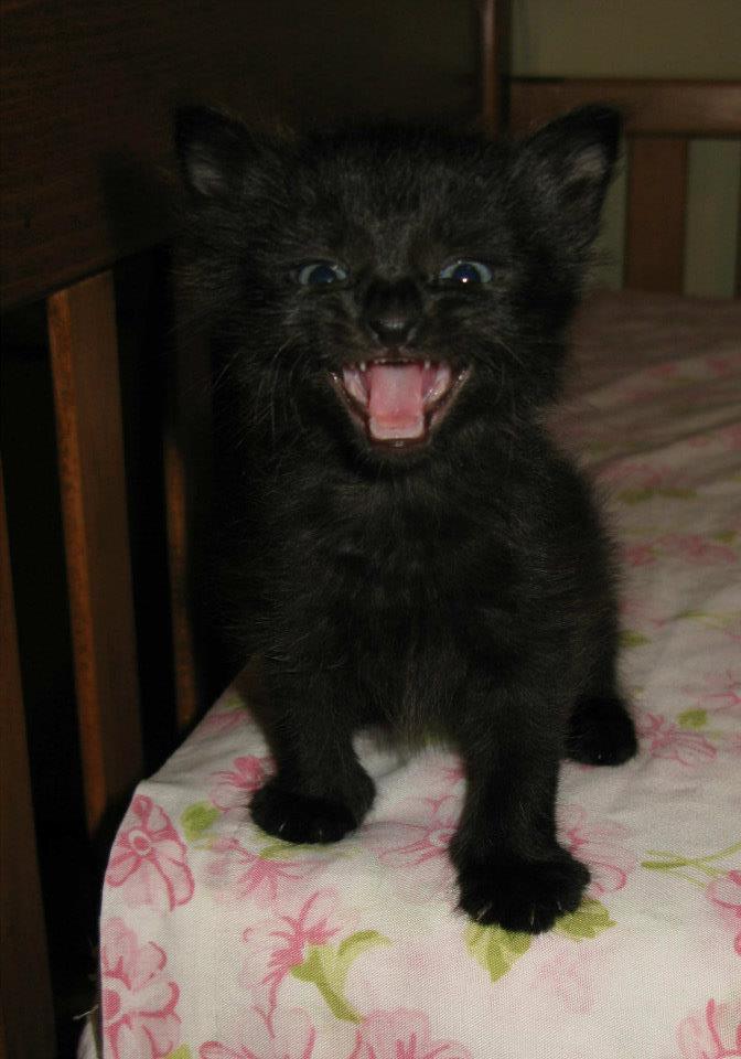 “I am a super ferocious panther and all shall love me and despair!”
Photo by ©Yasmin Awan